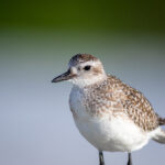 2014年开奖结果全记录与回顾 995z7