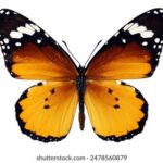 2014年排五开奖历史全纪录及详细数据分析 a332ny9hp