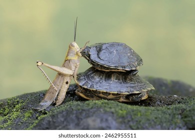 2014年WTA年终总决赛现场直播:网坛巅峰对决精彩呈现 2014年WTA年终总决赛现场直播:网坛巅峰对决精彩呈现